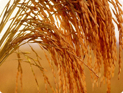 Rice Export